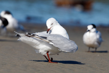 Red-billed (Silver) Gull in Australasia