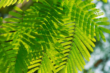 nice morning light over the fresh green leaf.