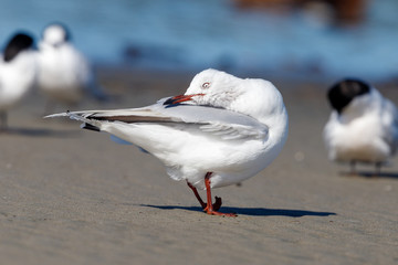 Red-billed (Silver) Gull in Australasia