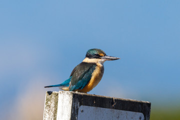 Juvenile Sacred Kingfisher in Australasia