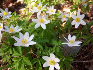 spring flowers in the forest