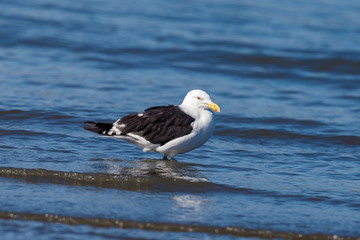 Southern Black-backed (Kelp) Gull