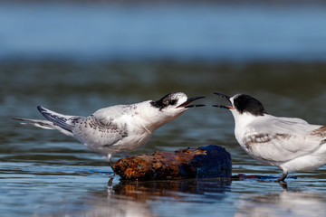 White-fronted Tern in Australasia
