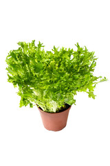 Expertise Lettuce salad, Lactuca sativa in pot