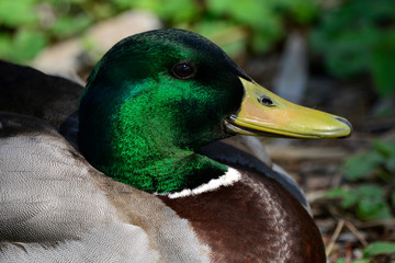 Mallard duck resting close up