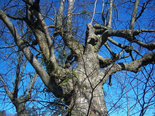 Old tree