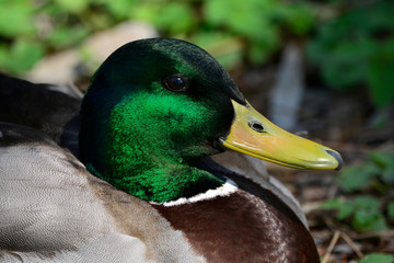 Mallard duck resting close up