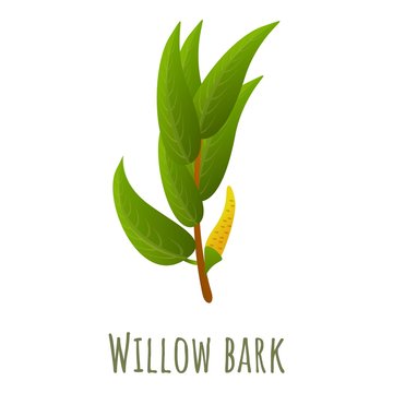 Willow Bark Branch Icon. Cartoon Of Willow Bark Branch Vector Icon For Web Design Isolated On White Background