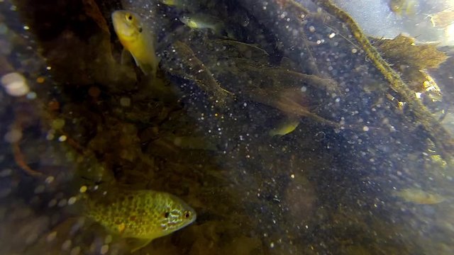 Freshwater Sunfish hide under submerged tree roots. Suspended particulates glimmer in underwater sunbeams.