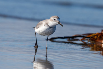 Wrybill Endemic Shorebird of New Zealand