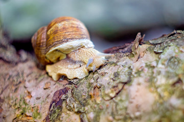 snail on a tree trunk; snail close up