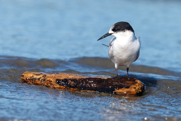 White-fronted Tern in Australasia