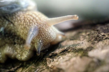 snail on a tree trunk; snail close up