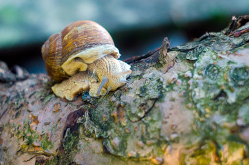 snail on a tree trunk; snail close up