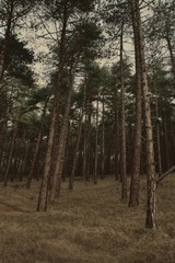 Fototapeta premium trees in the forest