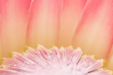 Colourful Proteas and flowers of the Cape Floral Kingdom