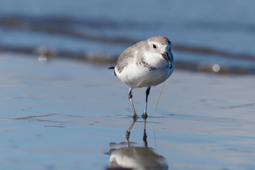Wrybill Endemic Shorebird of New Zealand