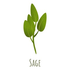 Sage plant icon. Cartoon of sage plant vector icon for web design isolated on white background