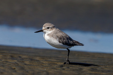 Wrybill Endemic Shorebird of New Zealand