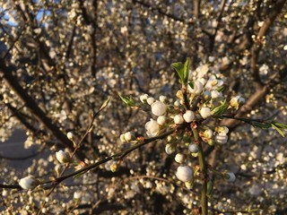 Cherry tree bloosom