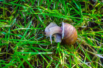 snail in the grass, snail close up