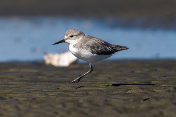 Wrybill Endemic Shorebird of New Zealand