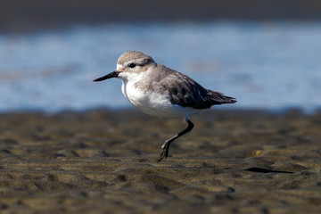 Wrybill Endemic Shorebird of New Zealand