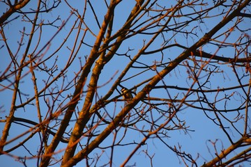 bird in tree at sunset