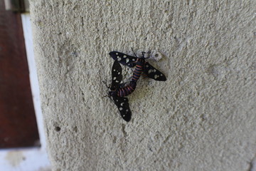 Wespenmotten bei der Paarung