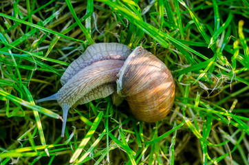 snail in the grass, snail close up