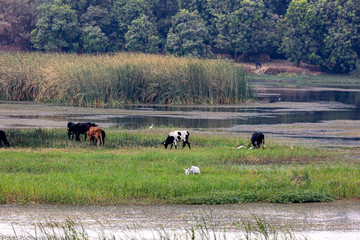 Cows on the coast of Nile