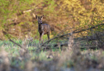 roe deer near in dry sidebranch of the  River Drava