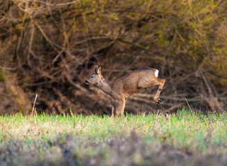 roe deer near in dry sidebranch of the  River Drava