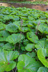 
Petasites hybridus, the butterbur on the bank of mountain river