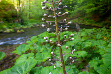 Obraz premium Petasites hybridus, the butterbur on the bank of mountain river