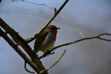 Fototapeta premium Songbird on the green grass on a Sunny day