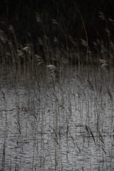 reeds in water