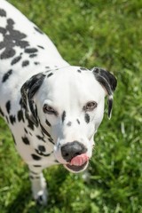 High Angle Portrait Of Dalmatian Dog Standing On Grassy Field