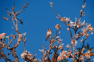 bird in blossoming tree