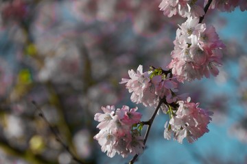 blossoming tree with pink flowers