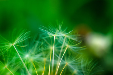 big fluffy dandelion closeup unfocused on green background, abstract background with  fluffy dandelion