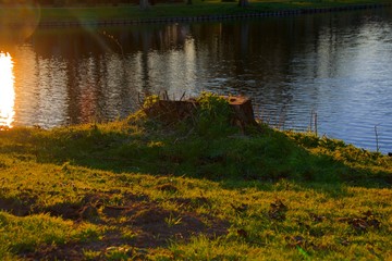 tree trunk in sunrise