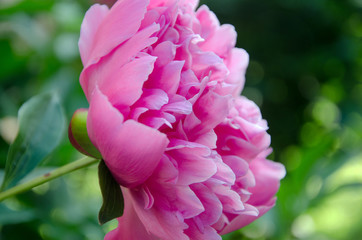 pink peony on green background close up, pink peony