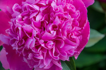 pink peony on green background close up, pink peony