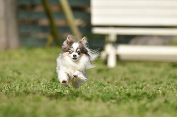 ドッグランで走るチワワ