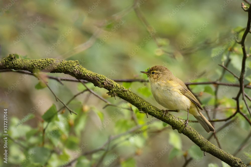 Poster a chiffchaff, phylloscopus collybita, is perched on a branch in a tree. it is a profile portrait and