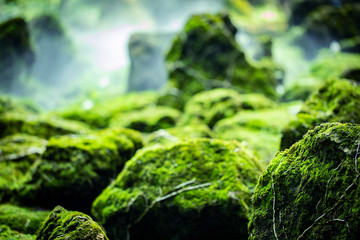 Bright Green moss grown up cover the rough stone and on the floor in the forest and Cold mist water...