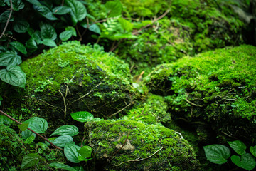 Beautiful Bright Green moss grown up cover the rough stones and on the floor in the forest. Show with macro view. Rocks full of the moss texture in nature for wallpaper. soft focus.