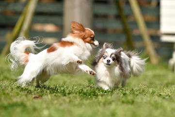ドッグランで遊ぶチワワとパピヨン