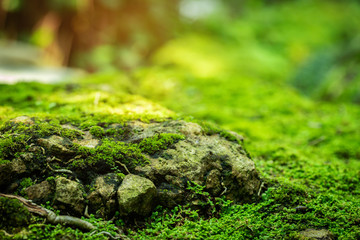 Beautiful Bright Green moss grown up cover the rough stones and on the floor in the forest. Show...